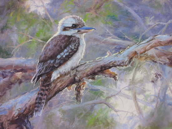 PDU 07 Lyn Mellady - Kookaburra Waiting - Pastel